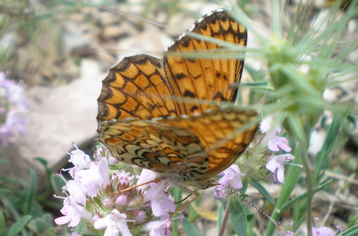 che Melitaea ? - phoebe e cinxia